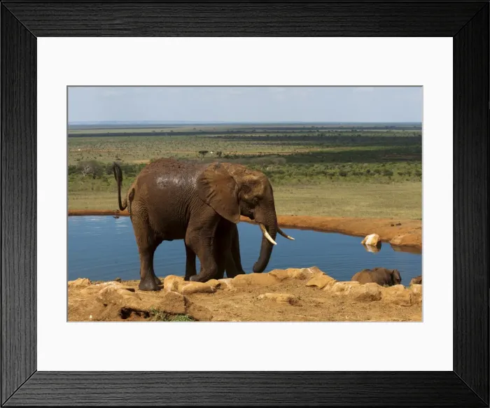 Framed Print : Elephants (Loxodonta africana) at water hole, Tsavo East National Park Framed Print : Elephants (Loxodonta africana) at water hole, Tsavo East National Park