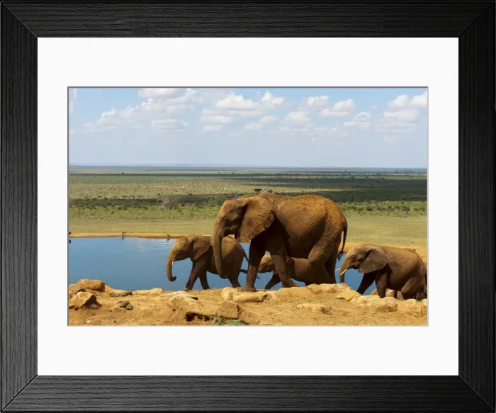 Framed Print : Elephants (Loxodonta africana) at water hole, Tsavo East National Park Framed Print : Elephants (Loxodonta africana) at water hole, Tsavo East National Park