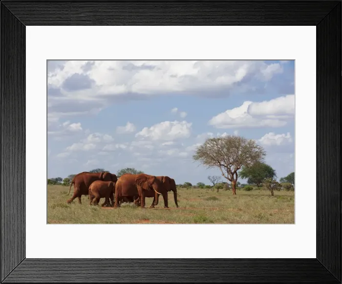 Framed Print : Elephants (Loxodonta africana), Tsavo East National Park, Kenya, East Africa, Africa Framed Print : Elephants (Loxodonta africana), Tsavo East National Park, Kenya, East Africa, Africa