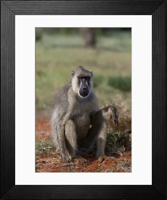 Framed Print : Yellow baboon (Papio hamadryas cynocephalus), Tsavo East National Park Framed Print : Yellow baboon (Papio hamadryas cynocephalus), Tsavo East National Park