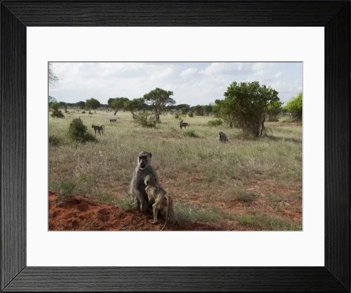 Framed Print : Yellow baboons (Papio hamadryas cynocephalus), Tsavo East National Park Framed Print : Yellow baboons (Papio hamadryas cynocephalus), Tsavo East National Park