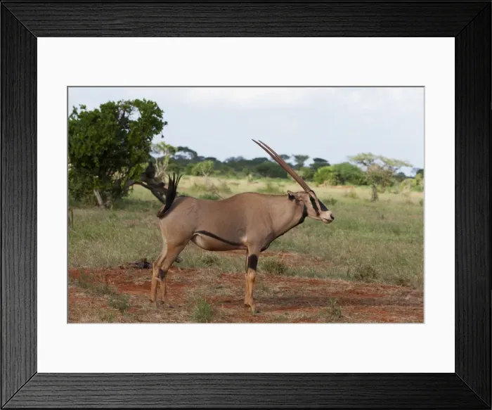 Framed Print : Oryx (Oryx gazella), Tsavo East National Park, Kenya, East Africa, Africa Framed Print : Oryx (Oryx gazella), Tsavo East National Park, Kenya, East Africa, Africa