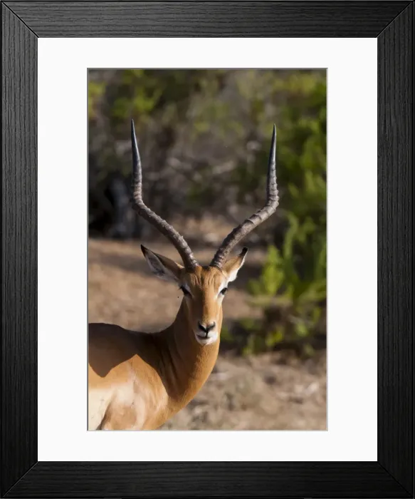 Framed Print : Impala (Aepyceros melampus), Tsavo East National Park, Kenya, East Africa, Africa Framed Print : Impala (Aepyceros melampus), Tsavo East National Park, Kenya, East Africa, Africa