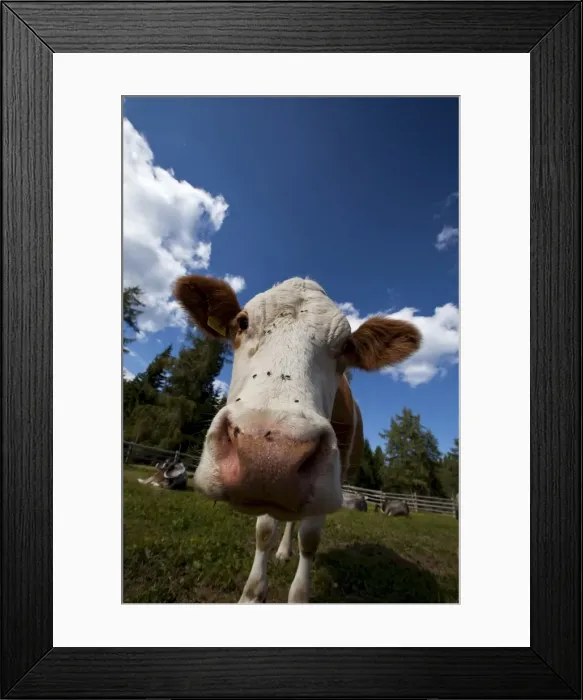 Framed Print : Cow grazing, Dolomites, Bolzano province, South Tyrol, Italy, Europe Framed Print : Cow grazing, Dolomites, Bolzano province, South Tyrol, Italy, Europe