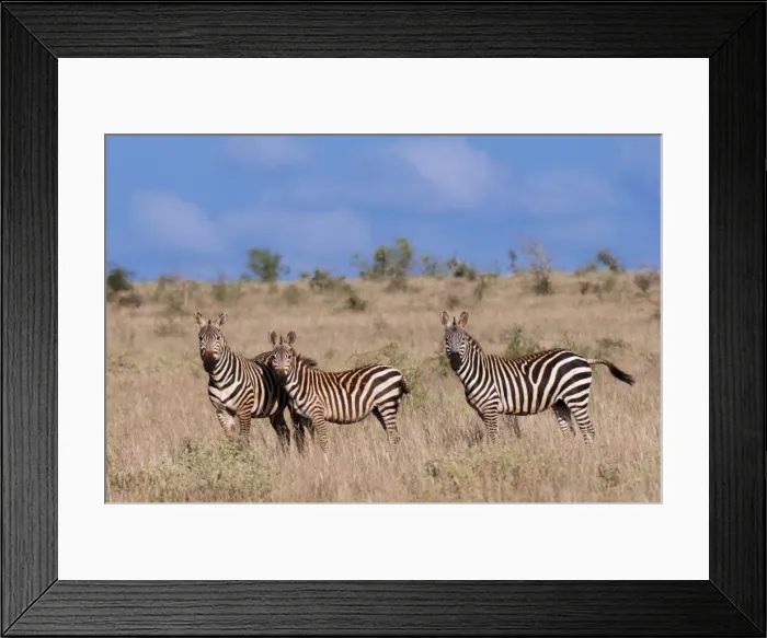 Framed Print : Grants zebra (Equus quagga boehmi), Lualenyi Game Reserve, Kenya, East Africa Framed Print : Grants zebra (Equus quagga boehmi), Lualenyi Game Reserve, Kenya, East Africa