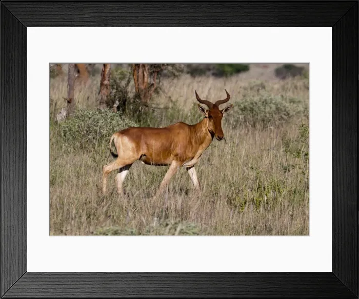 Framed Print : Cokes hartebeest (Alcelaphus buselaphus), Lualenyi Game Reserve, Kenya Framed Print : Cokes hartebeest (Alcelaphus buselaphus), Lualenyi Game Reserve, Kenya