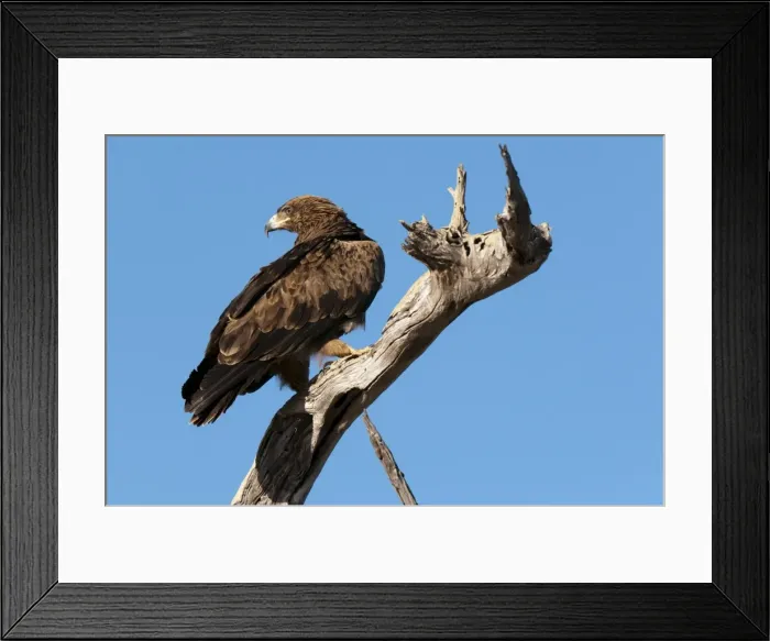 Framed Print : Tawny eagle (Aquila rapax), Lualenyi Game Reserve, Kenya, East Africa, Africa Framed Print : Tawny eagle (Aquila rapax), Lualenyi Game Reserve, Kenya, East Africa, Africa