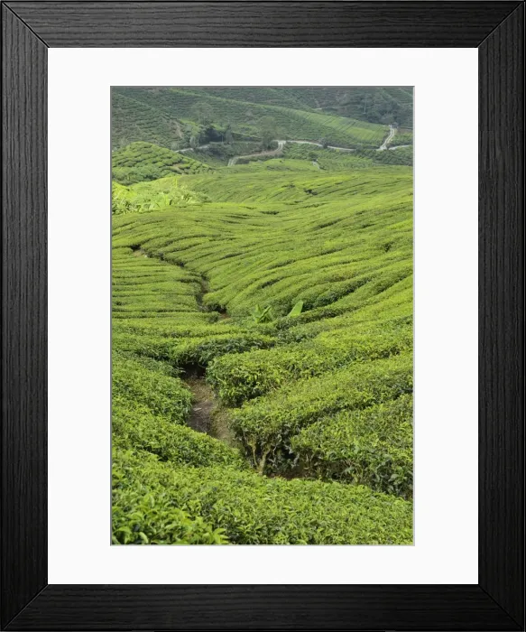 Framed Print : Tea Plantation, Cameron Highlands, Perak, Malaysia, Southeast Asia, Asia Framed Print : Tea Plantation, Cameron Highlands, Perak, Malaysia, Southeast Asia, Asia