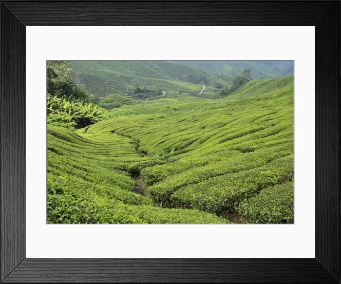 Framed Print : Tea Plantation, Cameron Highlands, Perak, Malaysia, Southeast Asia, Asia Framed Print : Tea Plantation, Cameron Highlands, Perak, Malaysia, Southeast Asia, Asia