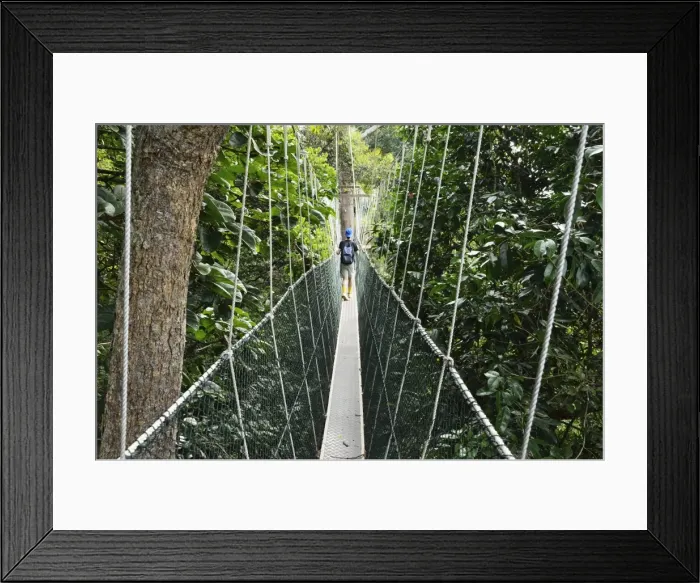 Framed Print : Canopy walk, Taman Negara National Park, Pahang, Malaysia, Southeast Asia, Asia Framed Print : Canopy walk, Taman Negara National Park, Pahang, Malaysia, Southeast Asia, Asia