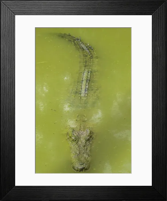 Framed Print : Saltwater (estuarine) crocodile (Crocodylus porosus), Sarawak, Borneo, Malaysia Framed Print : Saltwater (estuarine) crocodile (Crocodylus porosus), Sarawak, Borneo, Malaysia