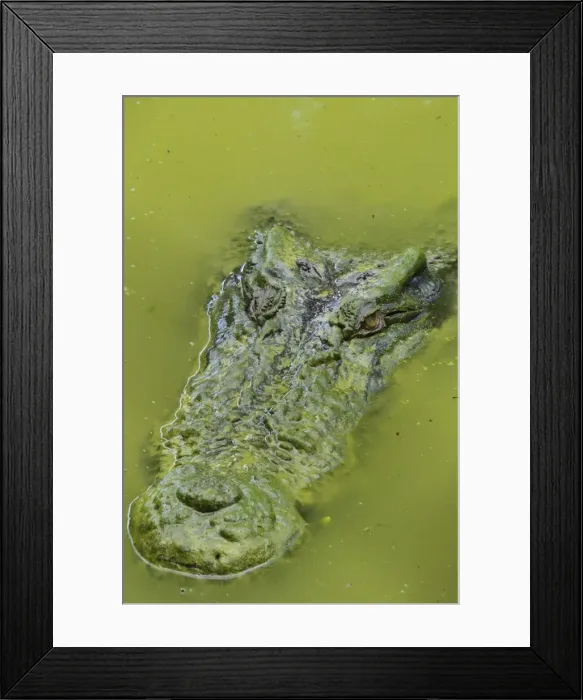 Framed Print : Saltwater or estuarine crocodile (Crocodylus porosus), Sarawak, Borneo Framed Print : Saltwater or estuarine crocodile (Crocodylus porosus), Sarawak, Borneo
