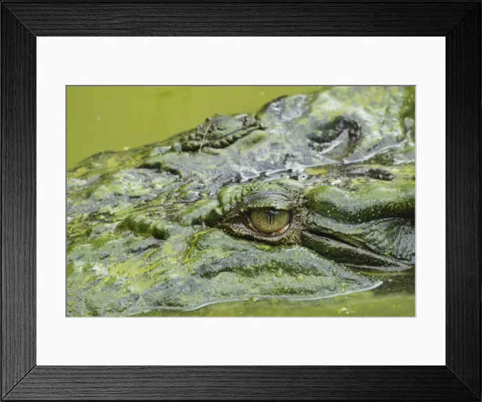 Framed Print : Saltwater (estuarine) crocodile (Crocodylus porosus), Sarawak, Borneo, Malaysia Framed Print : Saltwater (estuarine) crocodile (Crocodylus porosus), Sarawak, Borneo, Malaysia