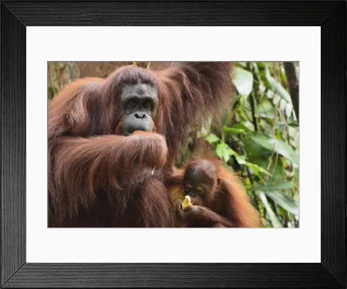 Framed Print : Orangutan (Pongo borneo), Semenggoh Wildlife Reserve, Sarawak, Borneo, Malaysia Framed Print : Orangutan (Pongo borneo), Semenggoh Wildlife Reserve, Sarawak, Borneo, Malaysia