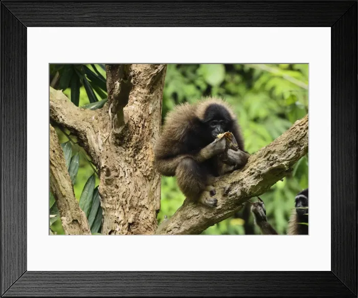 Framed Print : Bornean Gibbon (Hylobates muelleri), Lok Kawi Wildlife Park, Sabah, Borneo Framed Print : Bornean Gibbon (Hylobates muelleri), Lok Kawi Wildlife Park, Sabah, Borneo