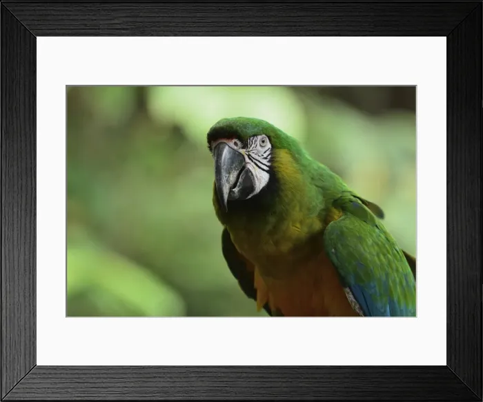 Framed Print : Portrait of Macaw, Lok Kawi Wildlife Park, Sabah, Borneo, Malaysia, Southeast Asia, Asia Framed Print : Portrait of Macaw, Lok Kawi Wildlife Park, Sabah, Borneo, Malaysia, Southeast Asia, Asia