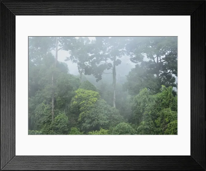 Framed Print : Rainforest, Sepilok Rainforest Discovery Center, Sabah, Borneo, Malaysia