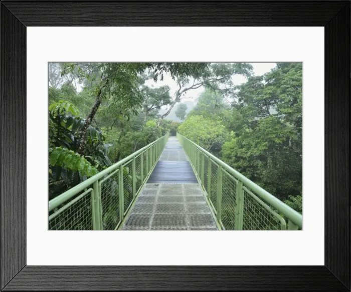 Framed Print : Canopy Walkway, Sepilok Rainforest Discovery Center, Sabah, Borneo, Malaysia Framed Print : Canopy Walkway, Sepilok Rainforest Discovery Center, Sabah, Borneo, Malaysia