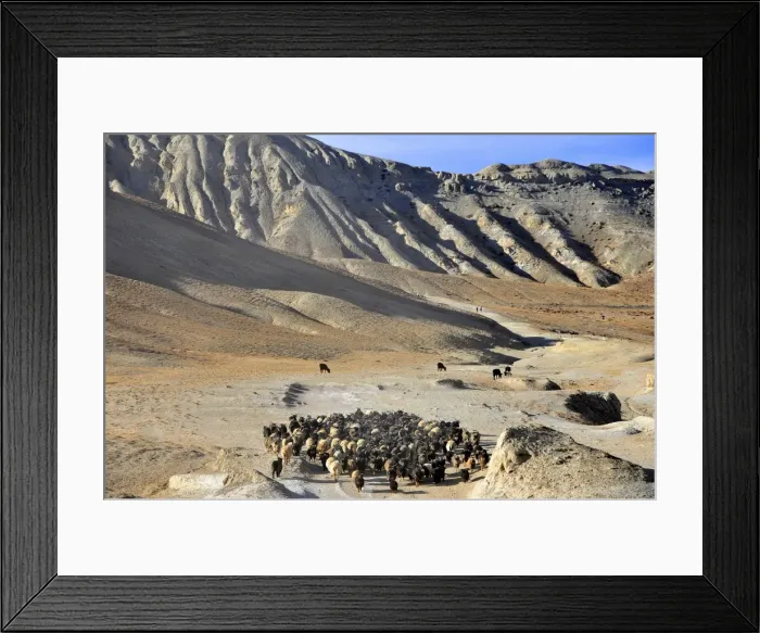 Framed Print : Pashminas sheep in Mustang, Nepal, Asia Framed Print : Pashminas sheep in Mustang, Nepal, Asia