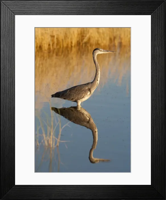 Framed Print : Grey heron (Ardea cinerea), Etosha National Park, Namibia, Africa Framed Print : Grey heron (Ardea cinerea), Etosha National Park, Namibia, Africa