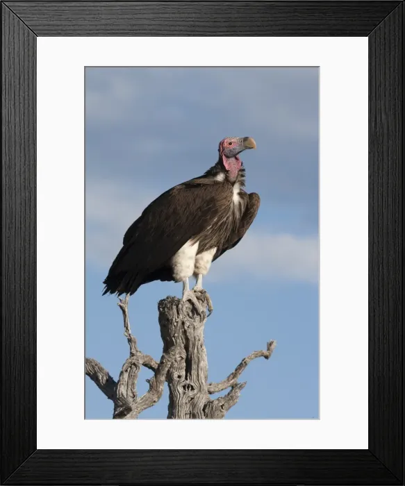 Framed Print : Lappetfaced vulture (Torgos tracheliotus), Etosha National Park, Namibia, Africa Framed Print : Lappetfaced vulture (Torgos tracheliotus), Etosha National Park, Namibia, Africa