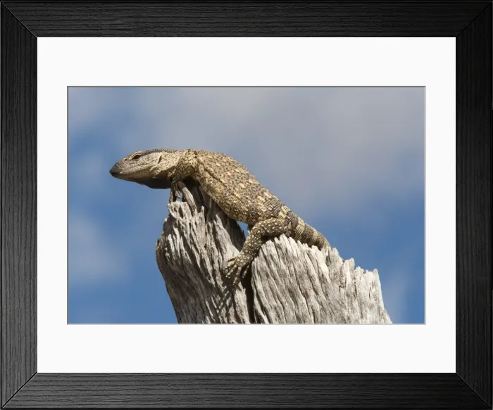 Framed Print : Rock monitor (Varanus albigularis), Etosha National Park, Namibia, Africa Framed Print : Rock monitor (Varanus albigularis), Etosha National Park, Namibia, Africa