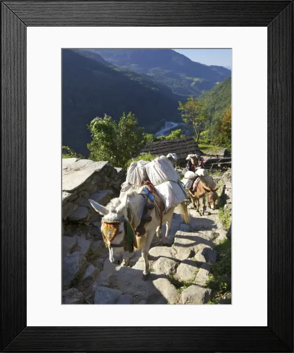 Framed Print : Mule train on trek from Ghandruk to Nayapul, Annapurna Sanctuary Region, Nepal, Asia Framed Print : Mule train on trek from Ghandruk to Nayapul, Annapurna Sanctuary Region, Nepal, Asia