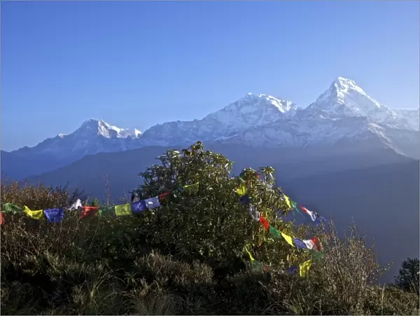 View of Annapurna I and Annapurna South from Poon Hill at dawn, with Buddhist prayer flags