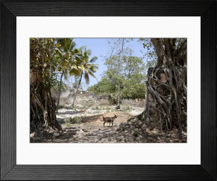 Framed Print : Ruins, old town, Ibo Island, Mozambique, Africa Framed Print : Ruins, old town, Ibo Island, Mozambique, Africa