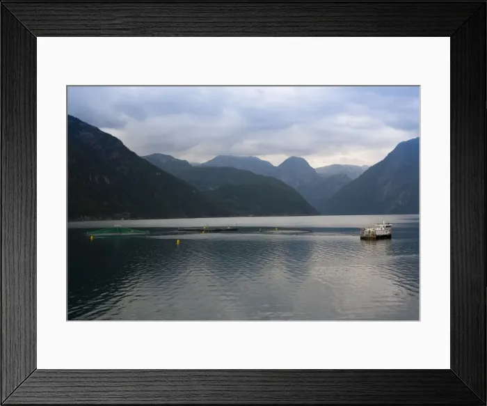 Framed Print : Salmon fish farm, Rosendal, Hardangerfjord, Hordaland, Norway, Scandinavia, Europe Framed Print : Salmon fish farm, Rosendal, Hardangerfjord, Hordaland, Norway, Scandinavia, Europe