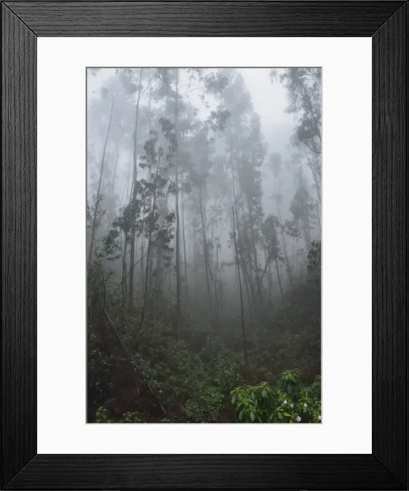 Framed Print : Forest in fog, near Achadas da Cruz, Madeira, Atlantic Ocean, Portugal, Europe Framed Print : Forest in fog, near Achadas da Cruz, Madeira, Atlantic Ocean, Portugal, Europe