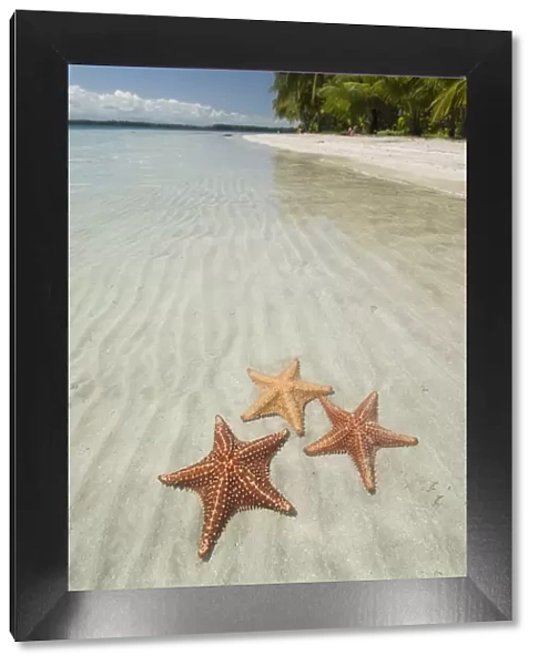 Starfish Beach, Bocas Del Drago, Isla Colon, Bocas Del Toro, Panama, Central America
