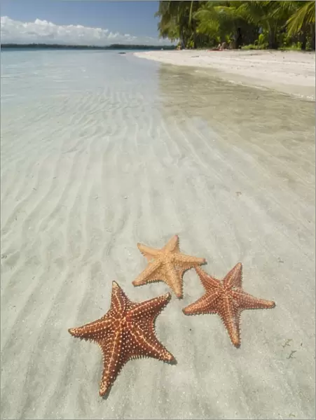 Starfish Beach, Bocas Del Drago, Isla Colon, Bocas Del Toro, Panama, Central America