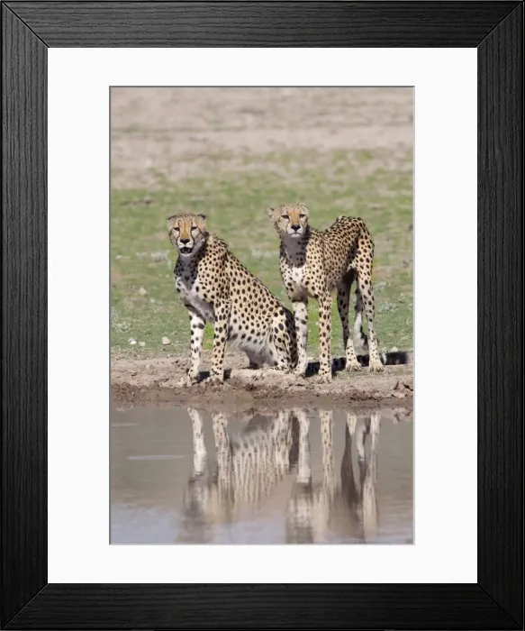 Framed Print : Cheetah (Aconinyx jubatus), at water, Kgalagadi Transfrontier Park, South Africa, Africa Framed Print : Cheetah (Aconinyx jubatus), at water, Kgalagadi Transfrontier Park, South Africa, Africa