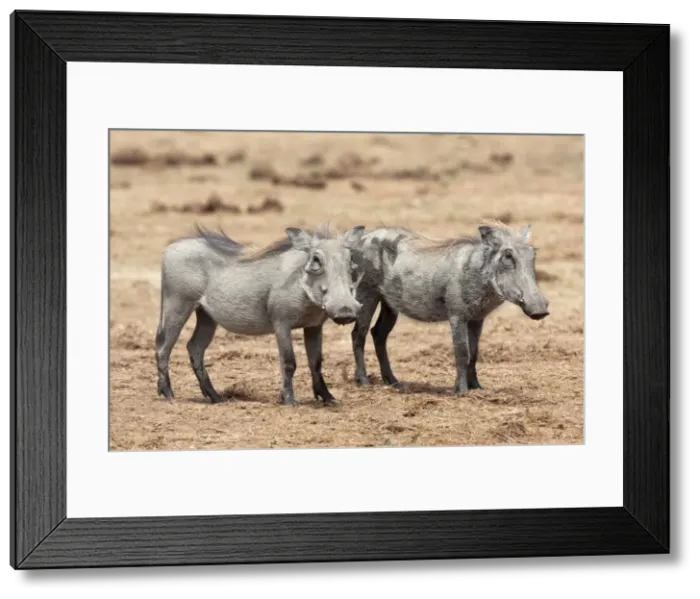 Framed Print : Warthogs (Phacochoerus aethiopicus), sub adult, Addo National Park, Eastern Cape Framed Print : Warthogs (Phacochoerus aethiopicus), sub adult, Addo National Park, Eastern Cape
