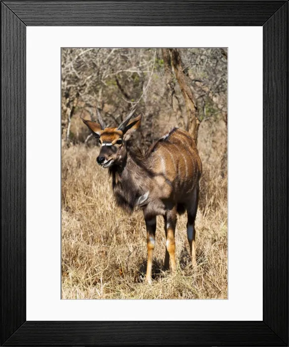 Framed Print : Nyala (Tragelaphus angasii), Kapama Game Reserve, South Africa, Africa Framed Print : Nyala (Tragelaphus angasii), Kapama Game Reserve, South Africa, Africa