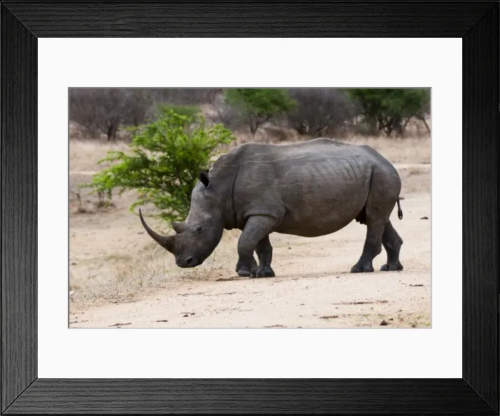 Framed Print : White rhinoceros (Ceratotherium simum), Kapama Game Reserve, South Africa, Africa Framed Print : White rhinoceros (Ceratotherium simum), Kapama Game Reserve, South Africa, Africa