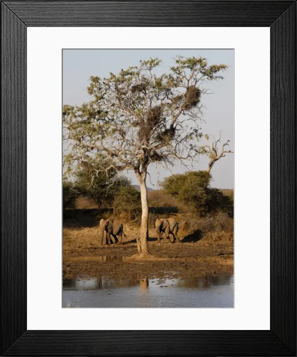 Framed Print : African elephants, Madikwe game reserve, Madikwe, South Africa, Africa Framed Print : African elephants, Madikwe game reserve, Madikwe, South Africa, Africa