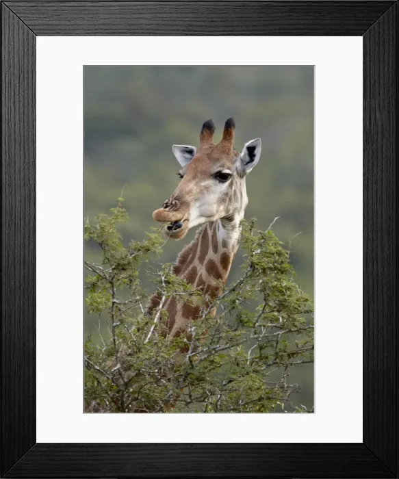 Framed Print : Cape giraffe (Giraffa camelopardalis giraffa) eating, Hluhluwe Game Reserve Framed Print : Cape giraffe (Giraffa camelopardalis giraffa) eating, Hluhluwe Game Reserve