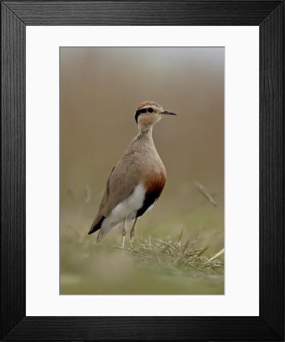 Framed Print : Temmincks courser (Cursorius temminckii), Mountain Zebra National Park Framed Print : Temmincks courser (Cursorius temminckii), Mountain Zebra National Park