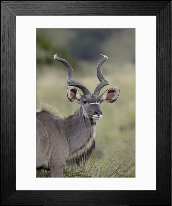 Framed Print : Male greater kudu (Tragelaphus strepsiceros), Mountain Zebra National Park Framed Print : Male greater kudu (Tragelaphus strepsiceros), Mountain Zebra National Park