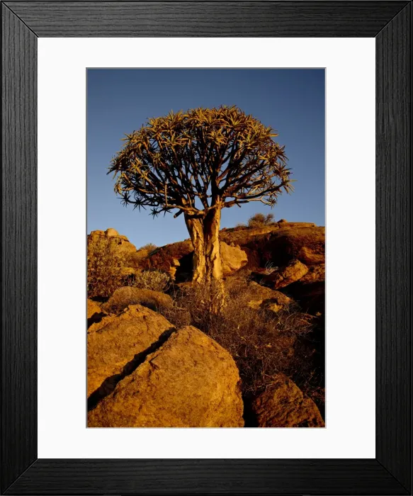 Framed Print : Quiver Tree (Kokerboom) (Aloe dichotoma) at sunset, Namakwa, South Africa, Africa