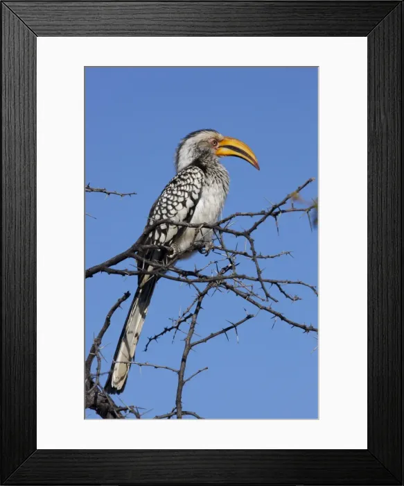 Framed Print : Southern yellow hornbill (Tockus leucomelas), Madikwe Game Reserve, Madikwe Framed Print : Southern yellow hornbill (Tockus leucomelas), Madikwe Game Reserve, Madikwe