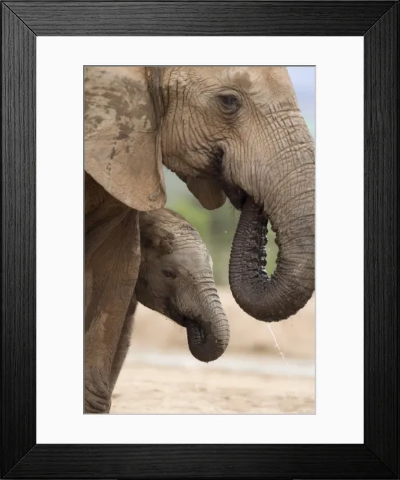 Framed Print : Elephant (Loxodonta africana) and baby, Addo Elephant National Park, Eastern Cape Framed Print : Elephant (Loxodonta africana) and baby, Addo Elephant National Park, Eastern Cape