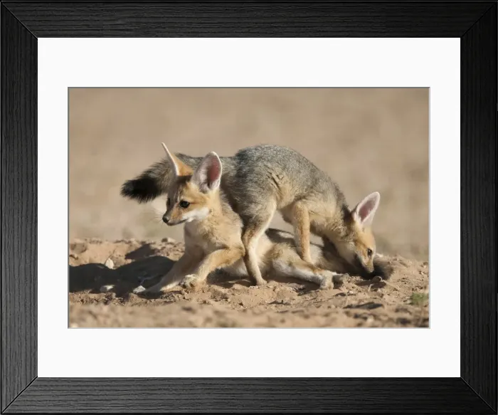 Framed Print : Cape fox (Vulpes chama) cubs playing, Kgalagadi Transfrontier Park, Northern Cape Framed Print : Cape fox (Vulpes chama) cubs playing, Kgalagadi Transfrontier Park, Northern Cape