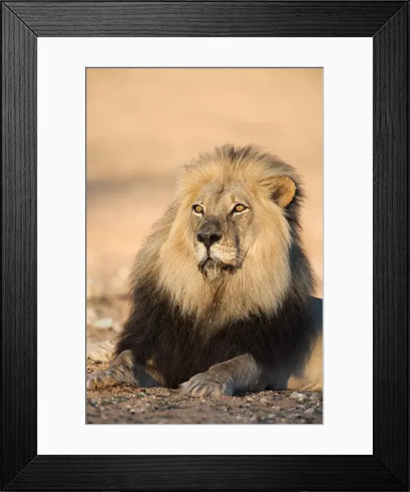 Framed Print : Blackmaned lion (Panthera leo), Kgalagadi Transfrontier Park, Northern Cape Framed Print : Blackmaned lion (Panthera leo), Kgalagadi Transfrontier Park, Northern Cape