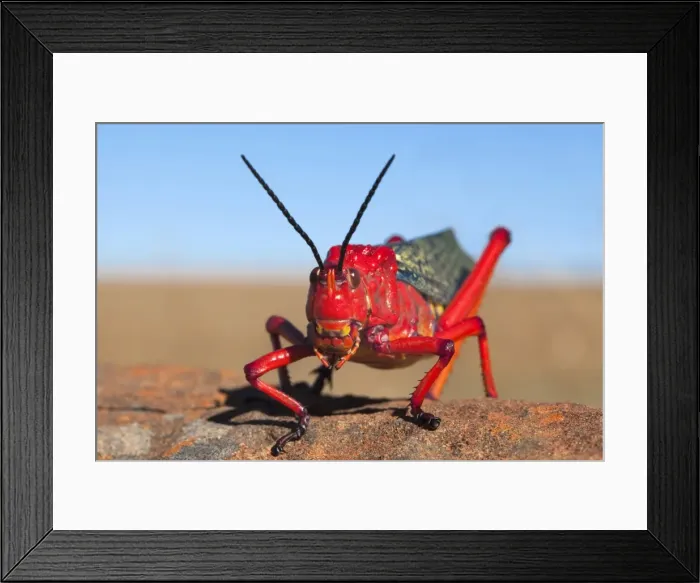 Framed Print : Common milkweed locust (Phymateus morbillosus), Samara private game reserve Framed Print : Common milkweed locust (Phymateus morbillosus), Samara private game reserve