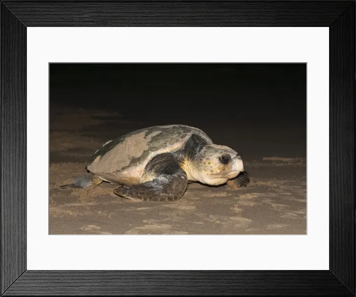 Framed Print : Loggerhead turtle (Caretta caretta), moving from nest to sea at night, Banga Nek
