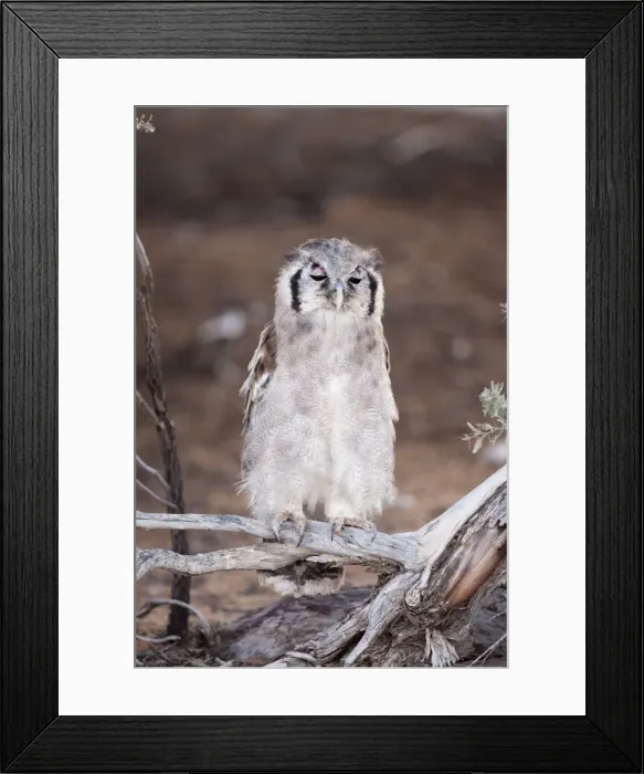 Framed Print : Verreauxs (Giant) eagle owl (Bubo lacteus), Kgalagadi Transfrontier Park Framed Print : Verreauxs (Giant) eagle owl (Bubo lacteus), Kgalagadi Transfrontier Park