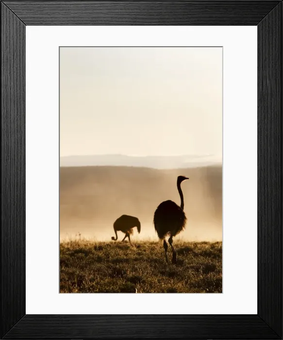 Framed Print : Ostrich (Struthio camelus), in morning mist, Mountain Zebra National Park Framed Print : Ostrich (Struthio camelus), in morning mist, Mountain Zebra National Park